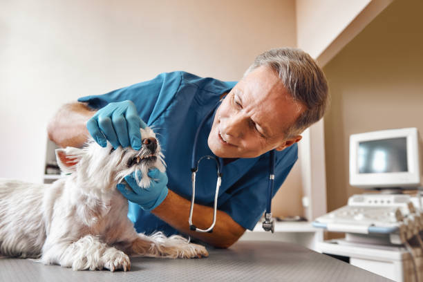 Best Emergency Treatment for Dental Infections or Abscesses in Barnesville, OH